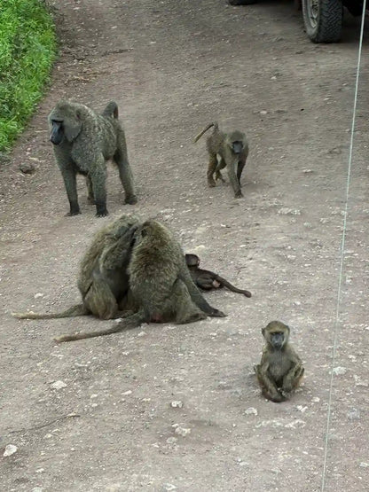 From Arusha: Excursão de safari compartilhada de um dia à Cratera de Ngorongoro com almoço