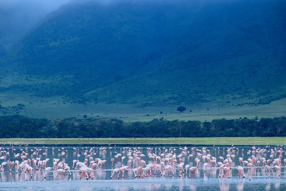 From Arusha: Excursão de safari compartilhada de um dia à Cratera de Ngorongoro com almoço