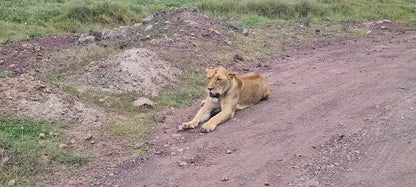 From Arusha: Excursão de safari compartilhada de um dia à Cratera de Ngorongoro com almoço