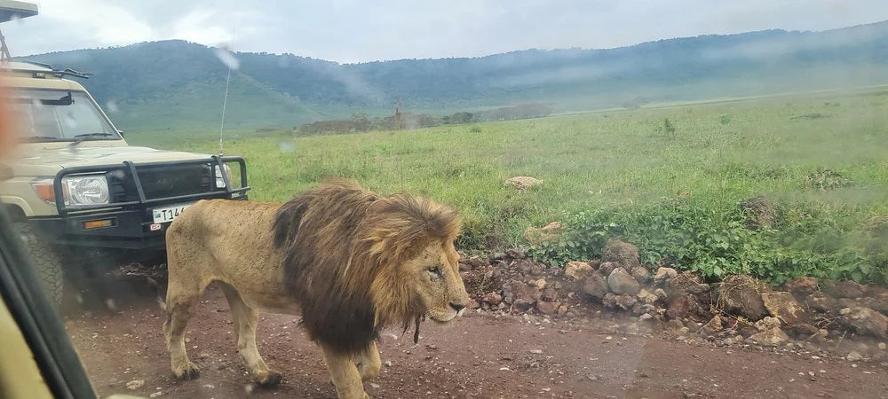 From Arusha: Excursão de safari compartilhada de um dia à Cratera de Ngorongoro com almoço