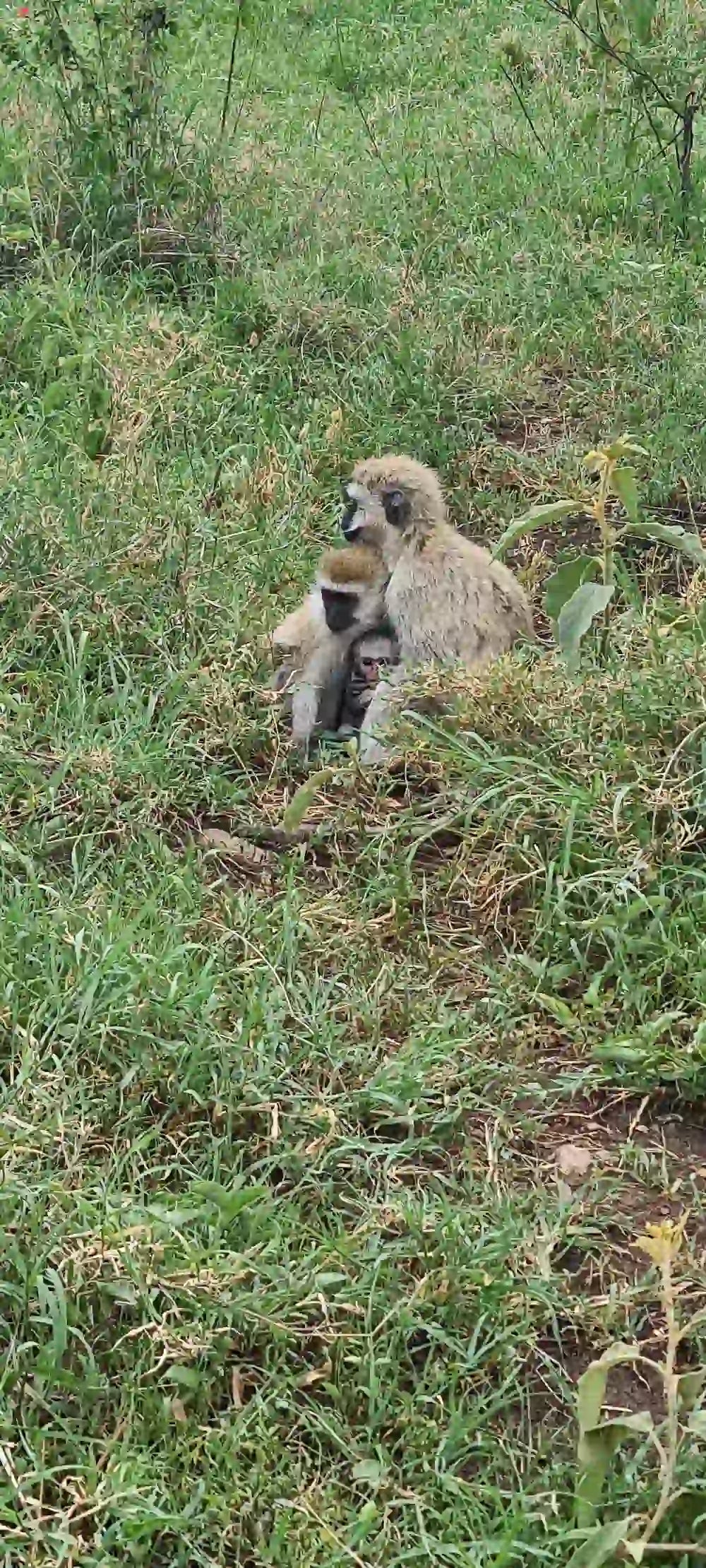 From Arusha: Excursão de safari compartilhada de um dia à Cratera de Ngorongoro com almoço