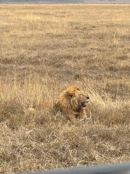 From Arusha: Excursão de safari compartilhada de um dia à Cratera de Ngorongoro com almoço