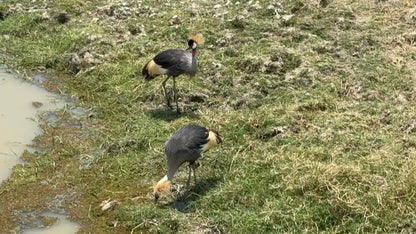 From Arusha: Excursão de safari compartilhada de um dia à Cratera de Ngorongoro com almoço