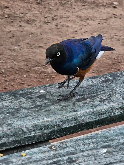 From Arusha: Excursão de safari compartilhada de um dia à Cratera de Ngorongoro com almoço