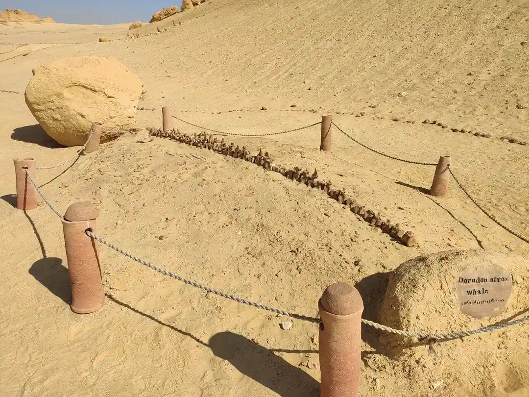 De Cairo: Excursão Particular Guiada de um Dia ao Oásis de Fayoum com Safari no Deserto
