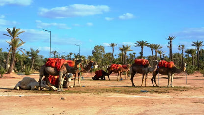 From Casablanca: Kamelridning i Marrakech og byrundtur med hest og vogn