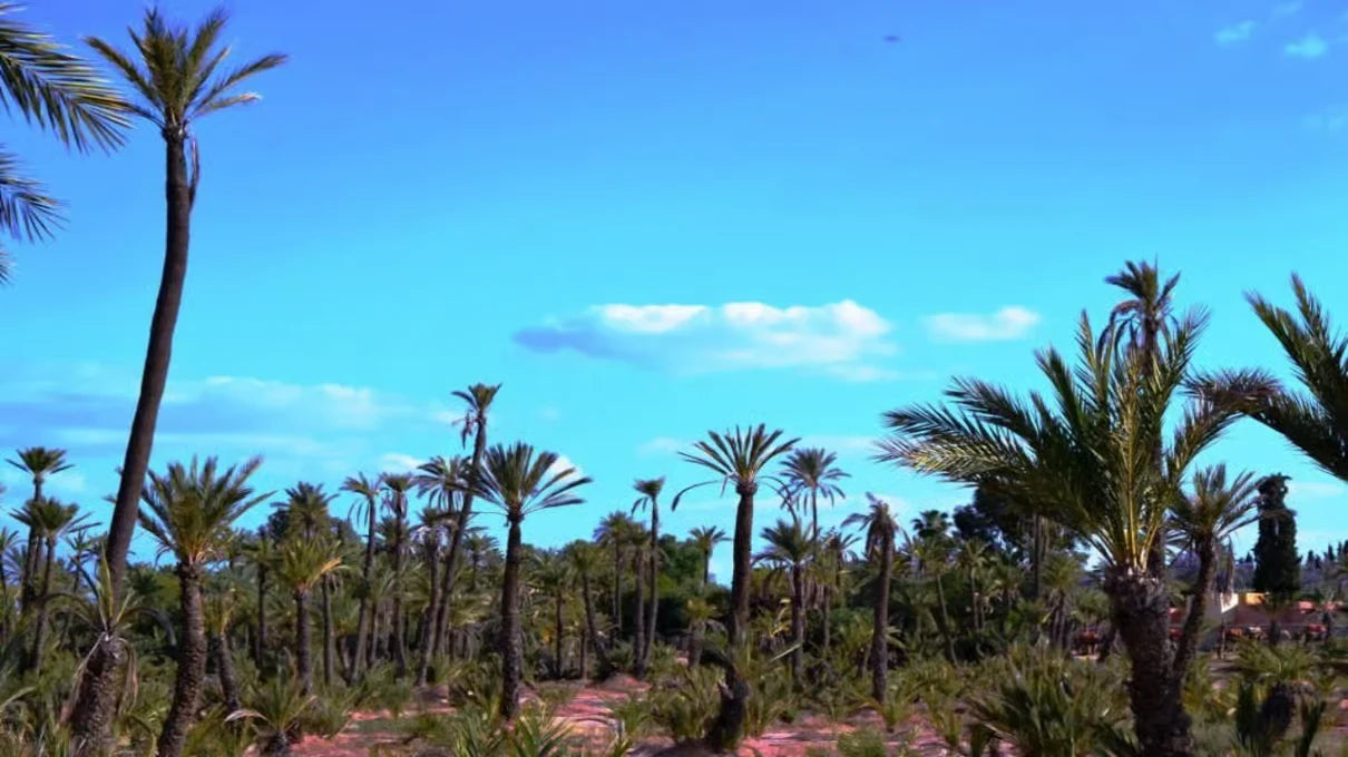 From Casablanca: Kamelridning i Marrakech og byrundtur med hest og vogn