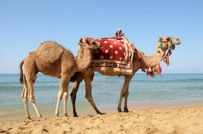 From Casablanca: Tangier begeleide stadsdagtrip