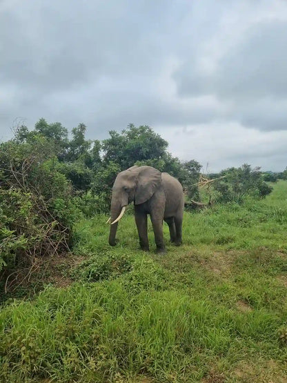 From Dar es Salaam : excursion safari de 2 jours au parc national de Mikumi