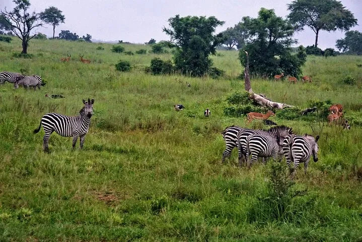 From Dar es Salaam : excursion safari de 2 jours au parc national de Mikumi
