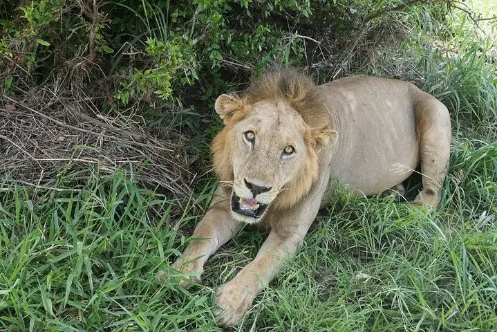 From Dar es Salaam : excursion safari de 2 jours au parc national de Mikumi