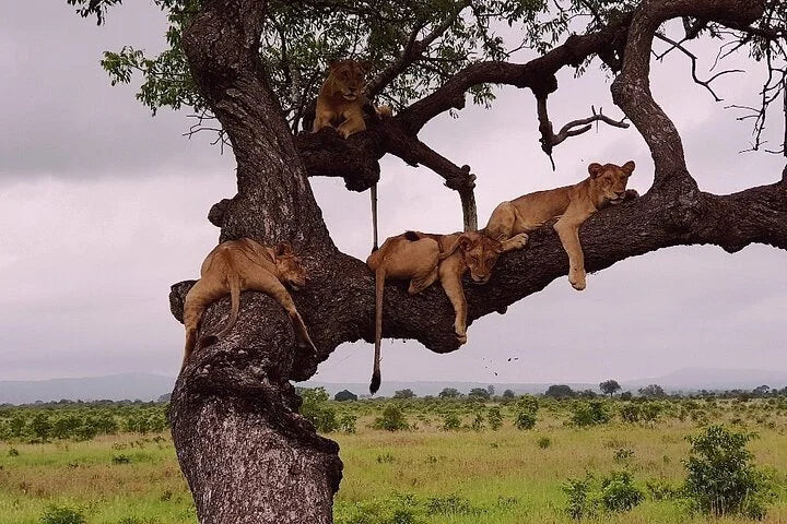 From Dar es Salaam : excursion safari de 2 jours au parc national de Mikumi