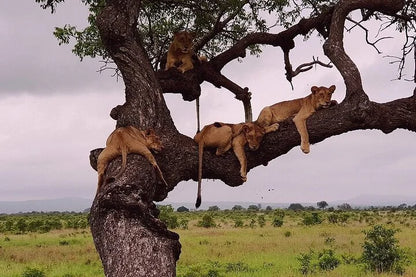 From Dar es Salaam : excursion safari de 2 jours au parc national de Mikumi