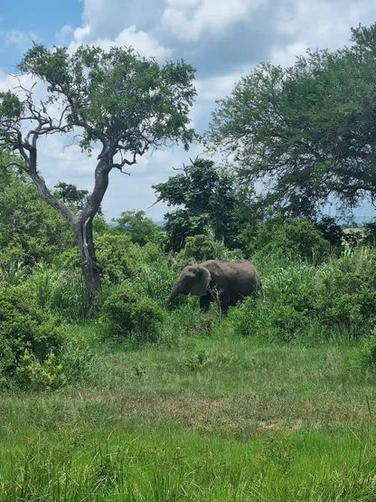 From Dar es Salaam : excursion safari de 2 jours au parc national de Mikumi