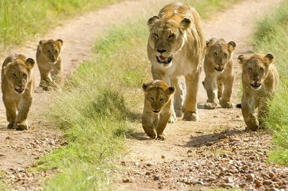 From Dar es Salaam : excursion safari de 2 jours au parc national de Mikumi