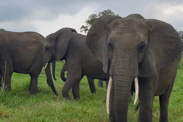 From Dar es Salaam : excursion safari de 2 jours au parc national de Mikumi