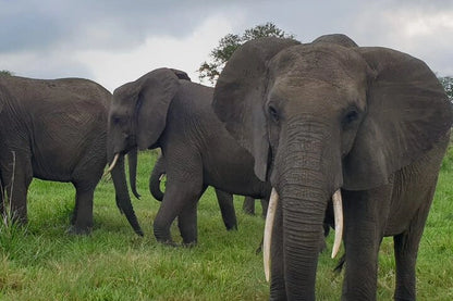 From Dar es Salaam : excursion safari de 2 jours au parc national de Mikumi