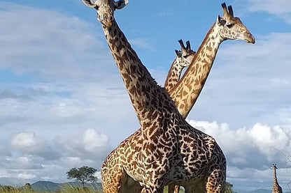 From Dar es Salaam : excursion safari de 2 jours au parc national de Mikumi