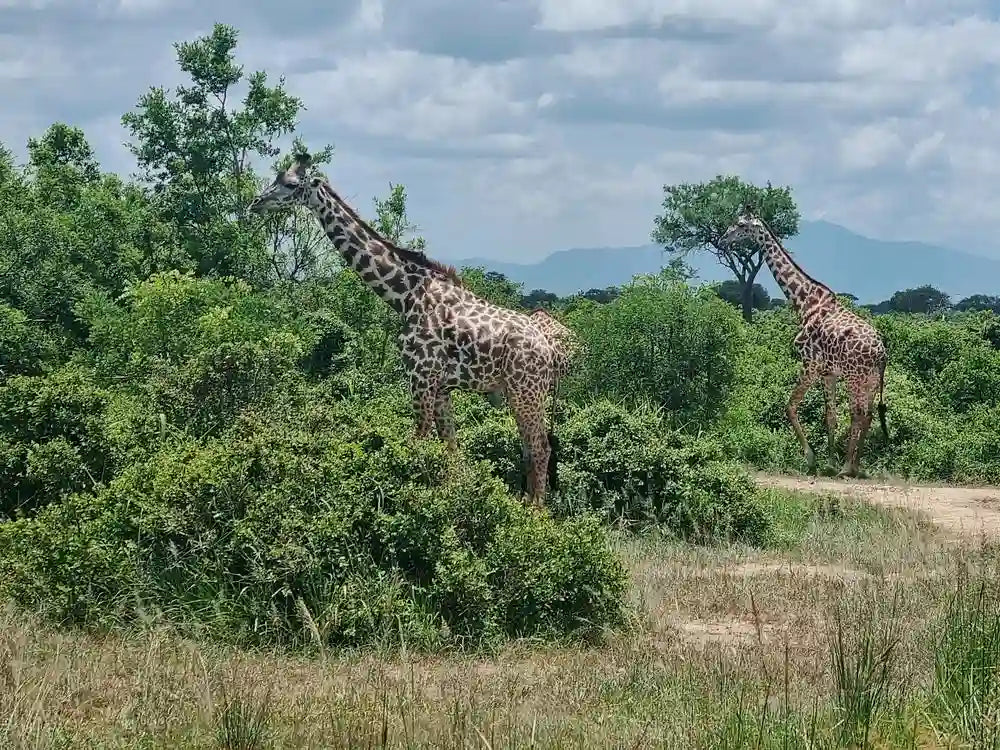 From Dar es Salaam : excursion safari de 2 jours au parc national de Mikumi