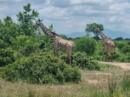 From Dar es Salaam : excursion safari de 2 jours au parc national de Mikumi