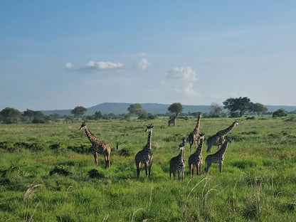 From Dar es Salaam : excursion safari de 2 jours au parc national de Mikumi