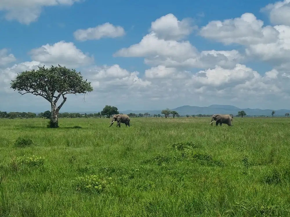 From Dar es Salaam : excursion safari de 2 jours au parc national de Mikumi