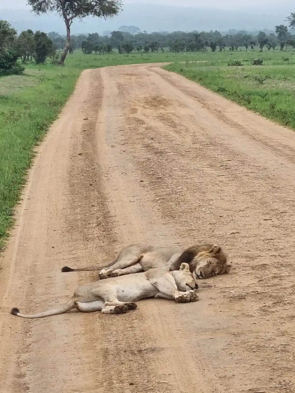 From Dar es Salaam : excursion safari de 2 jours au parc national de Mikumi