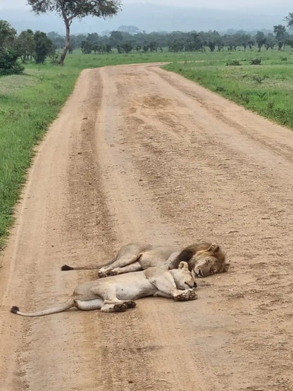 From Dar es Salaam : excursion safari de 2 jours au parc national de Mikumi