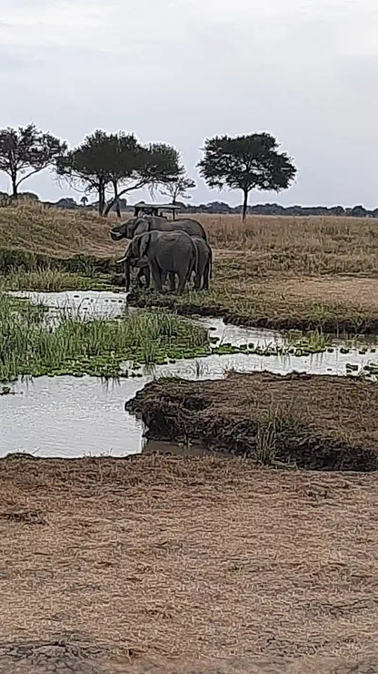 From Dar es Salaam : excursion safari de 2 jours au parc national de Mikumi