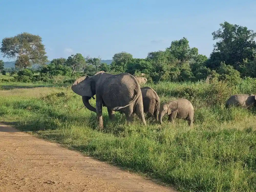 From Dar es Salaam : excursion safari de 2 jours au parc national de Mikumi
