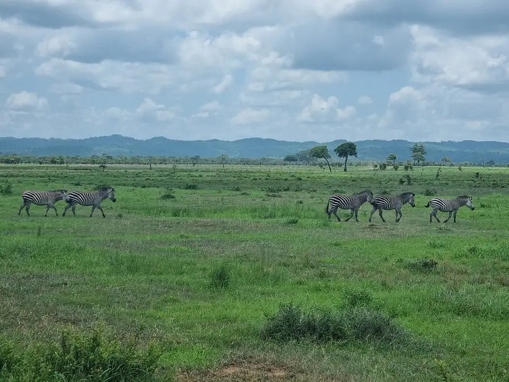 From Dar es Salaam : excursion safari de 2 jours au parc national de Mikumi