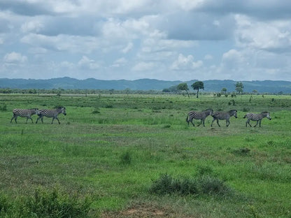 From Dar es Salaam : excursion safari de 2 jours au parc national de Mikumi