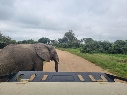 From Dar es Salaam : excursion safari de 2 jours au parc national de Mikumi