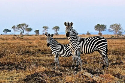 From Dar es Salaam : excursion safari de 2 jours au parc national de Mikumi