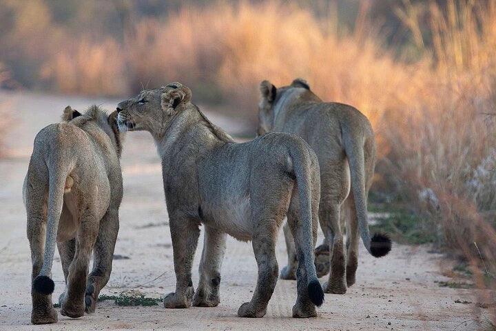 From Dar es Salaam : excursion safari de 2 jours au parc national de Mikumi