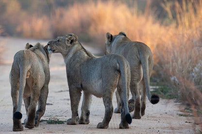 From Dar es Salaam : excursion safari de 2 jours au parc national de Mikumi