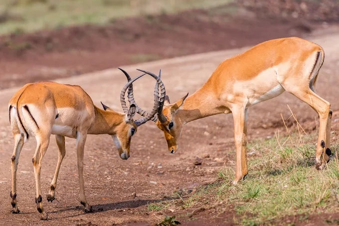 Från Dar es Salaam: Privat dagsturssafari till Mikumi nationalpark