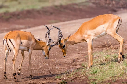 Från Dar es Salaam: Privat dagsturssafari till Mikumi nationalpark