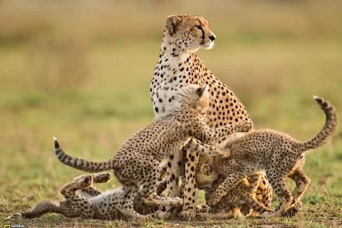 Från Dar es Salaam: Privat dagsturssafari till Mikumi nationalpark
