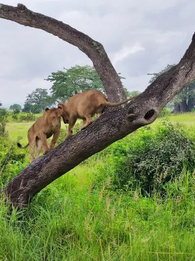Från Dar es Salaam: Privat dagsturssafari till Mikumi nationalpark