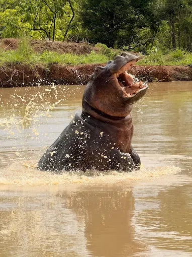 Från Dar es Salaam: Privat dagsturssafari till Mikumi nationalpark