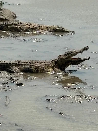 Från Dar es Salaam: Privat dagsturssafari till Mikumi nationalpark