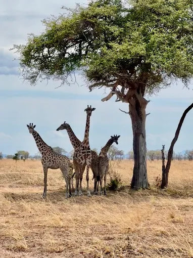 Från Dar es Salaam: Privat dagsturssafari till Mikumi nationalpark