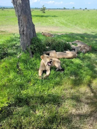 Från Dar es Salaam: Privat dagsturssafari till Mikumi nationalpark