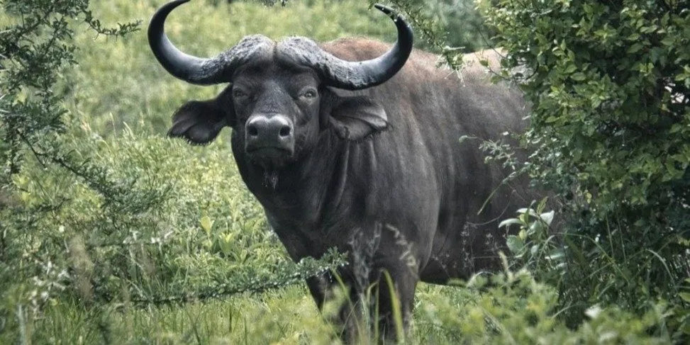 Från Dar es Salaam: Privat dagsturssafari till Mikumi nationalpark