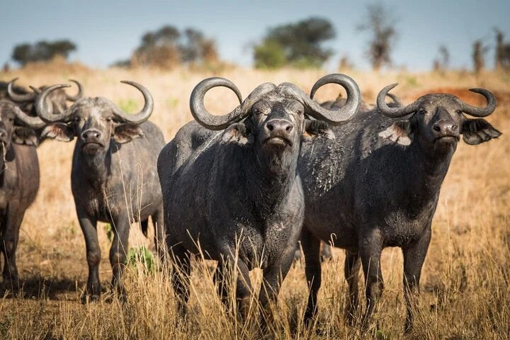 Från Dar es Salaam: Privat dagsturssafari till Mikumi nationalpark