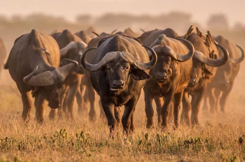 Från Dar es Salaam: Privat dagsturssafari till Mikumi nationalpark