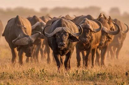 Från Dar es Salaam: Privat dagsturssafari till Mikumi nationalpark