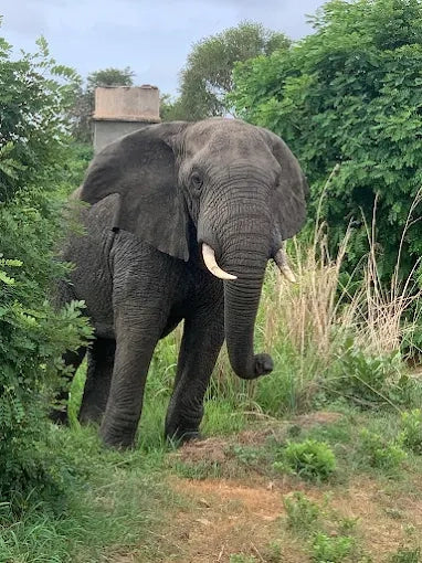 Från Dar es Salaam: Privat dagsturssafari till Mikumi nationalpark