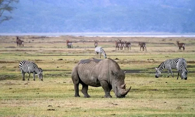 Från Dar es Salaam: Privat dagsturssafari till Mikumi nationalpark